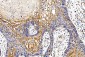 Anti-POR Antibody Picoband™ (monoclonal, 7F5)